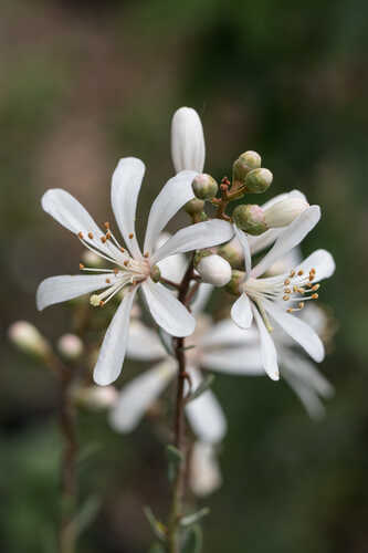 Bejaria racemosa #1